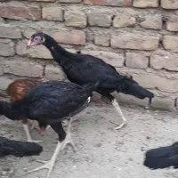 جوجه لاری|حیوانات مزرعه|مینودشت, |دیوار