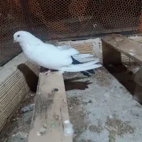 دم سیاه ماده