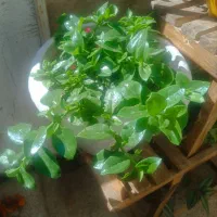 گل ناز یخی