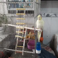 عروس دستی|پرنده|قنوات, |دیوار