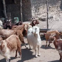 بز ذات دار داشتی|حیوانات مزرعه|مارگون, |دیوار