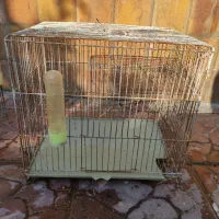 قفس قناری و مرغ عشق|لوازم جانبی حیوانات|فریدون‌کنار, |دیوار