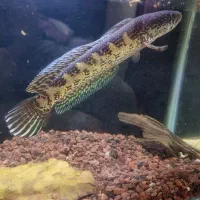 چانا گلدن کبری|ماهی|هشتگرد, فاز ۲ مهستان|دیوار