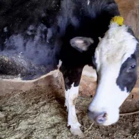 580|حیوانات مزرعه|بزینه رود, |دیوار