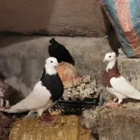 طوقی|پرنده|نورآباد ممسنی, |دیوار