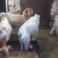 ۳ عدد بز کچل شیری جوان ،