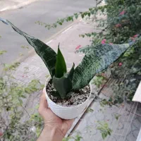 گل سانسوریا