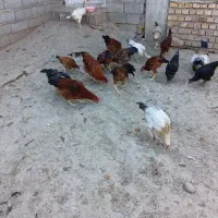 مرغ وخروس|حیوانات مزرعه|گالیکش, |دیوار