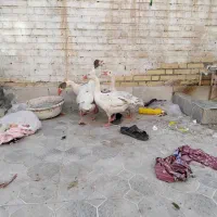 غاز خانگی|حیوانات مزرعه|آبادان, |دیوار