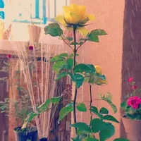 اجاره روزانه/هفتگی/ سوییت سنتی ۱۵۰ متری|اجارهٔ کوتاه‌مدت آپارتمان و سوئیت|نیشابور, فضل|دیوار