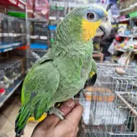 آمازون پیشونی آبی فول دستی کلامدار|پرنده|اصفهان, حسین‌آباد|دیوار