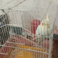 پرنده|پرنده|بندر امام خمینی, |دیوار