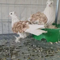 کبوتر تزئینی پشت فر جکسون با فر گوسفندی|پرنده|تهران, آرژانتین|دیوار