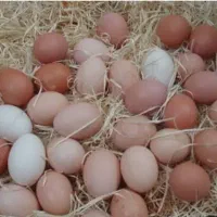 تخم مرغ محلی