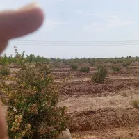 زمین دشت بجد|فروش دفتر صنعتی، کشاورزی، تجاری|بیرجند, |دیوار