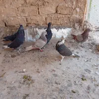 6کفتر