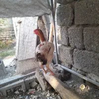 مرغ ذات دار