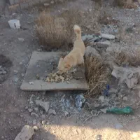 سگ پاکوتاه نژاد دار|سگ|گلبهار, بیزکی|دیوار