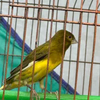 قناری نر|پرنده|رشت, باهنر|دیوار