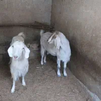 فروش فوری بز دو رگ پاکستانی پول نیازم|حیوانات مزرعه|سمنان, |دیوار