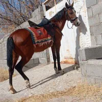 اسب مادیان با کره نریان