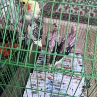 عروس هلندی|پرنده|لنگرود, |دیوار