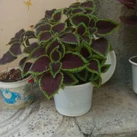 ۳نوع گل گل مخملی و قسوانی و ..