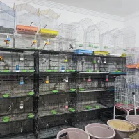 واگذاری پرنده سرای طاووس گلشهر|فروشگاه و مغازه|چابهار, |دیوار