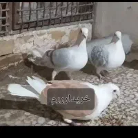 بوقلمون عکسه بخون هرچی بوقلمون میگم