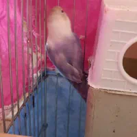 پابلو برزیلی|پرنده|اسلامآباد غرب, |دیوار