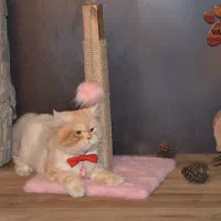 اسکرچر و بازی گربه