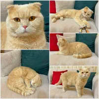 اسکاتیش فولد برای جفت