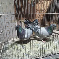 کفترکاشانی طوقی شازده پرش دار