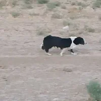 سگ پا کوتاه نژاد پاکتی