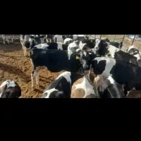 کار گر ساده برای کار در گاو داری