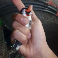 سهره|پرنده|اسلام‌‌آباد غرب, |دیوار