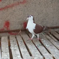 کفتر شیرازی معاوضه با بلدرچین