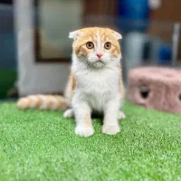 واگذاری رایگان اسکاتیش