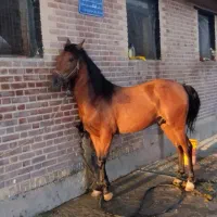 اسب جوان 4/5|اسب و تجهیزات اسبسواری|سنندج, |دیوار