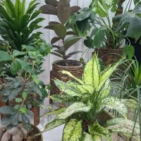 زمین کشاورزی ۳۹۰۰ متربا اب قنات