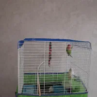 دو عدد طوطی برزیلی نر و ماده همراه قفس