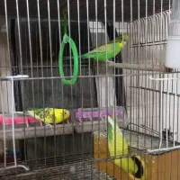 مرغ عشق|پرنده|شیراز, کوشک میدان|دیوار