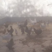 مرغ ۸عدد خروس ۱عدد