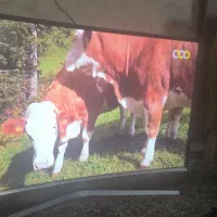 ال ای دی سامسونگ