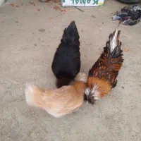 مرغ وخروس لهستانی|حیوانات مزرعه|سنندج, |دیوار