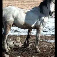 یخته باری سواری