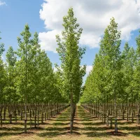 صنوبر بهترین گزینه برای یک سرمایه‌گذاری مطمئن