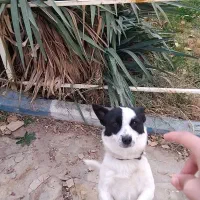 سگ پاکوتا ماده|سگ|محمدشهر, عباس آباد|دیوار