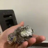 جوجه عروس هلندی|پرنده|هشتگرد, شهرک بعثت|دیوار