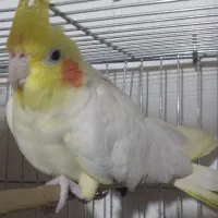 عروس هلندی نر|پرنده|سراوان, |دیوار